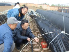 昭通学院深化产教融合助推羊肚菌增产增效